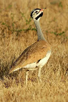Eupodotis: White-bellied Bustard