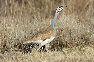 Eupodotis: White-bellied Bustard