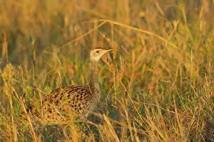 Bustard: White-bellied Bustard