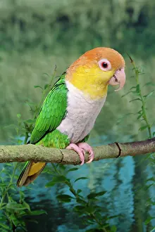 Leucogaster: White-bellied Caique