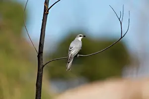 Shrikes: White-bellied Cuckoo-shrike