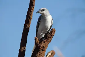 Shrikes: White-bellied Cuckoo-shrike