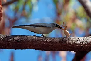 Shrikes: White-bellied Cuckoo-shrike / White-bellied Cuckooshrike -