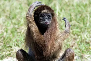Ateles: White-bellied / Long-Haired / White-fronted Spider Monkey