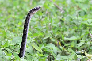 Fusca: White-bellied rat snake