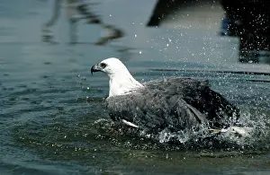 Leucogaster: White-bellied Sea-eagle