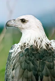 Leucogaster: WHITE BELLIED SEA-EAGLE