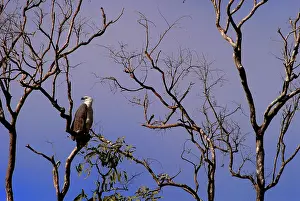 Leucogaster: White-bellied Sea-eagle