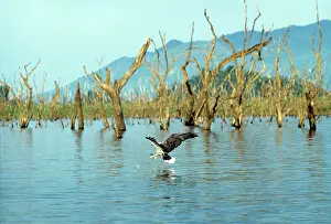 Leucogaster: White-Bellied Sea-Eagle - fishing