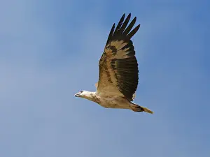 Malaysia: White Bellied Sea Eagle in flight Haliaeetus leu