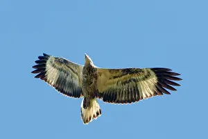 Leucogaster: White-bellied Sea-Eagle - Juvenile bird in flight
