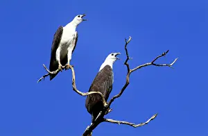 Communicatioin: White-bellied Sea-eagle - pair greeting