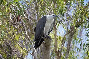 Leucogaster: White-bellied Sea-Eagle - perched in a eucalypt