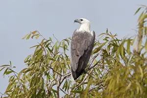 Leucogaster: White-bellied Sea-Eagle - perched on a eucalypt