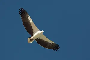 Leucogaster: White-bellied Sea-Eagle - Soaring along Roebuck Bay