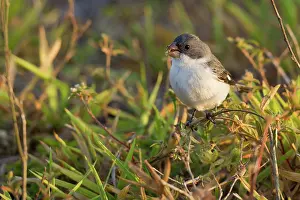 Animais: White-bellied Seedeater