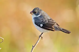 Animais: White-bellied Seedeater
