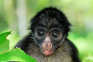 Ateles: White-bellied Spider Monkey