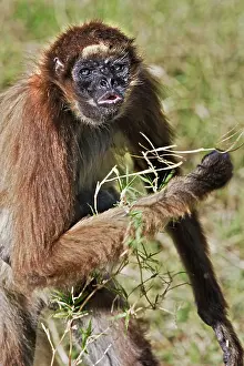 Ateles: White-bellied Spider Monkey