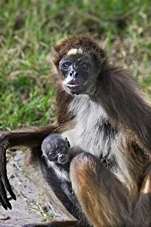 Ateles: White-bellied Spider Monkey - with baby