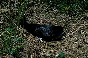 Grallaria: White bellied storm Petrel on nest