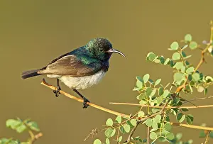 Limpopo: White-bellied Sunbird (Cinnyris talatala), adult