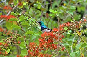 Sunbirds: White-bellied Sunbird - in flowering shrub