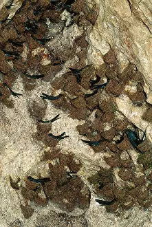 Swifts: White-bellied Swiftlet