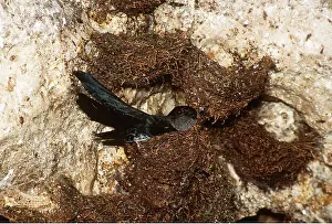 Swift: WHITE-BELLIED SWIFTLET - on nest in rock