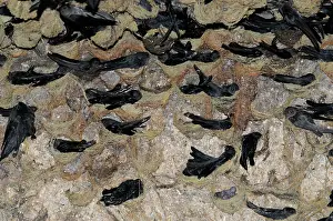 Malay: White-Bellied Swiftlets