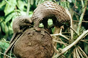 Leone: White-bellied / three-cusped Pangolin - with baby
