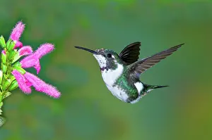 Woodstar: White-bellied Woodstar