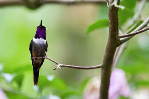 Apodiforme: White-bellied woodstar (Chaetocercus mulsant) male