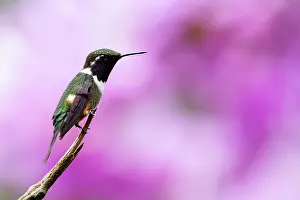 Apodiforme: White-bellied woodstar (Chaetocercus mulsant) male