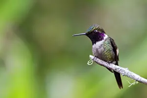 Apodiforme: White-bellied woodstar (Chaetocercus mulsant) male