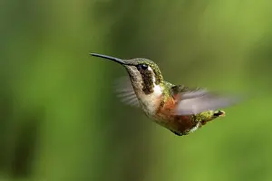 Woodstar: White-bellied Woodstar, female, flying, Chicaque
