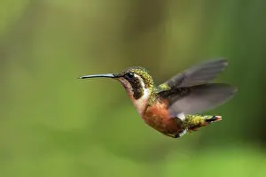 Woodstar: White-bellied Woodstar, female, flying, Chicaque