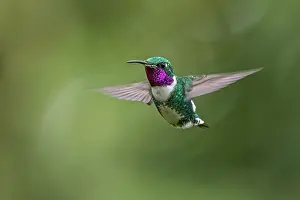 Woodstar: White-bellied Woodstar, male, flying, Chicaque Natural