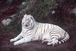 Kenneth Hoyle: White Bengal / Indian TIGER