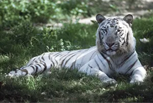 Albino: White Bengal / Indian TIGER - lying