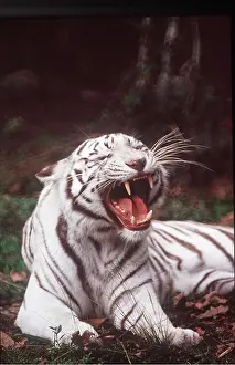 Pat Morris: White bengal / Indian TIGER - yawning