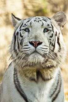Beast: White Bengal tiger (Panthera tigris tigris)