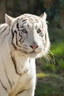 Beast: White Bengal tiger (Panthera tigris tigris)