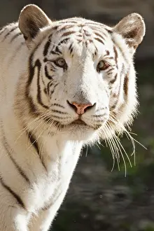 Beast: White Bengal tiger (Panthera tigris tigris)