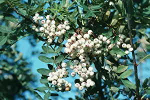Rowans: White-berried Rowan