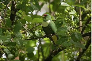 Ptilinopus: White-bibbed Fruitdove