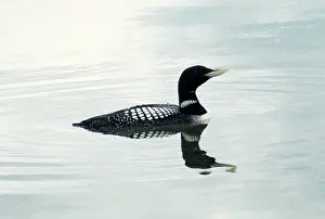 Loons: White-billed Diver