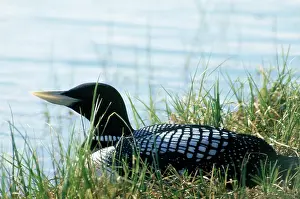 WHITE-BILLED DIVER ON NEST