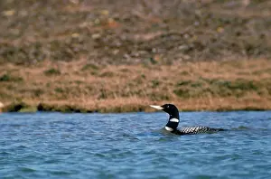 Loons: White-billed Diver / Yellow-billed Loon