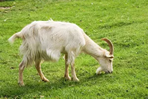 Billy: White Billy goat grazing Rare Breed Trust
